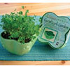 Lucky Shamrock Garden
