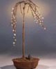Weeping Pussy Willow Bonsai